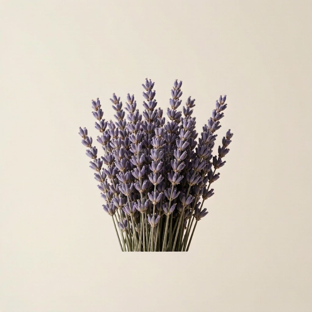 薰衣草干花